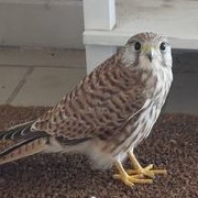 picture of a kestrel